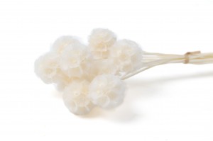 PHOCEALYS │Scabiosa stabilisée│vente aux pros│Grossiste