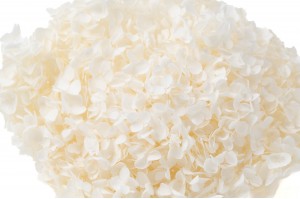 Hortensia stabilisé Anna│vente aux pros│Grossiste en végétaux stabilisées