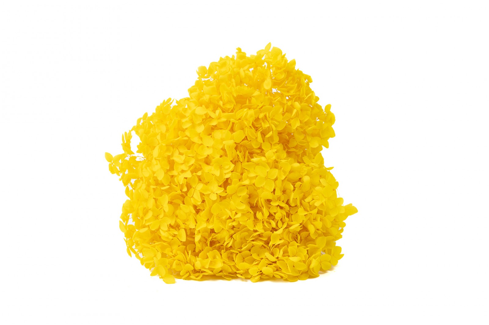 Hortensia stabilisé Anna│vente aux pros│Grossiste en végétaux stabilisées