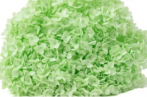 Hortensia stabilisé Anna│vente aux pros│Grossiste en végétaux stabilisées