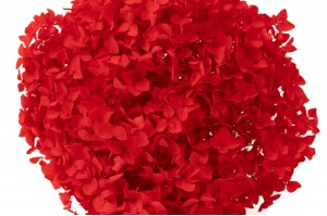 Hortensia stabilisé Anna│vente aux pros│Grossiste en végétaux stabilisées