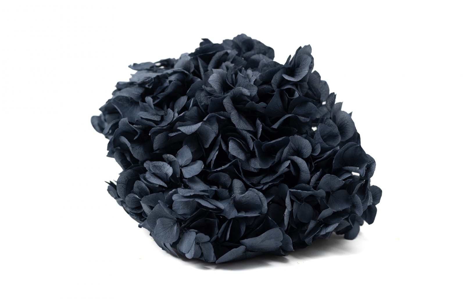 Hortensia stabilisé│vente aux pros│Grossiste en végétaux stabilisées
