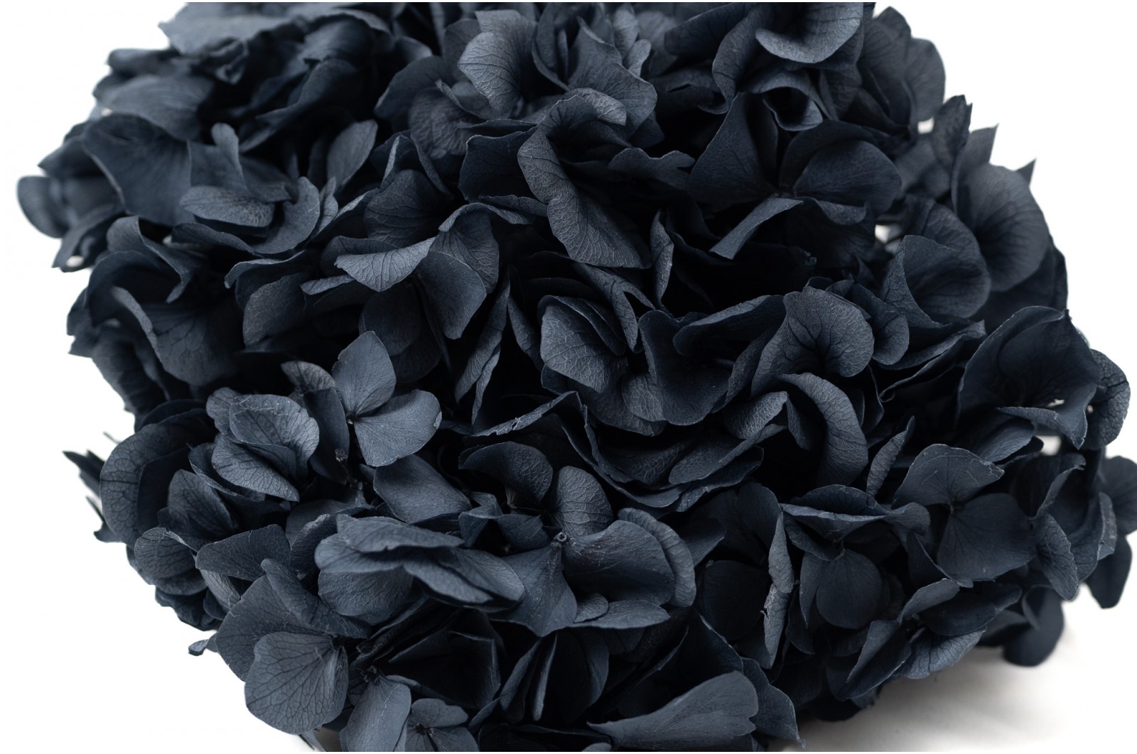 Hortensia stabilisé│vente aux pros│Grossiste en végétaux stabilisées