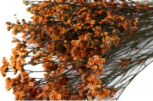 Limonium stabilisé│vente aux pros│Grossiste en végétaux stabilisées