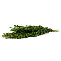 Buis stabilisé│vente aux pros│Grossiste en végétaux stabilisés