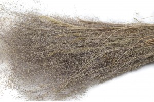 Agrostis sec│vente aux pros│Grossiste en fleurs séchées