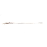 PHOCEALYS│ Star grass sec│vente aux pros│Grossiste en fleurs séchées