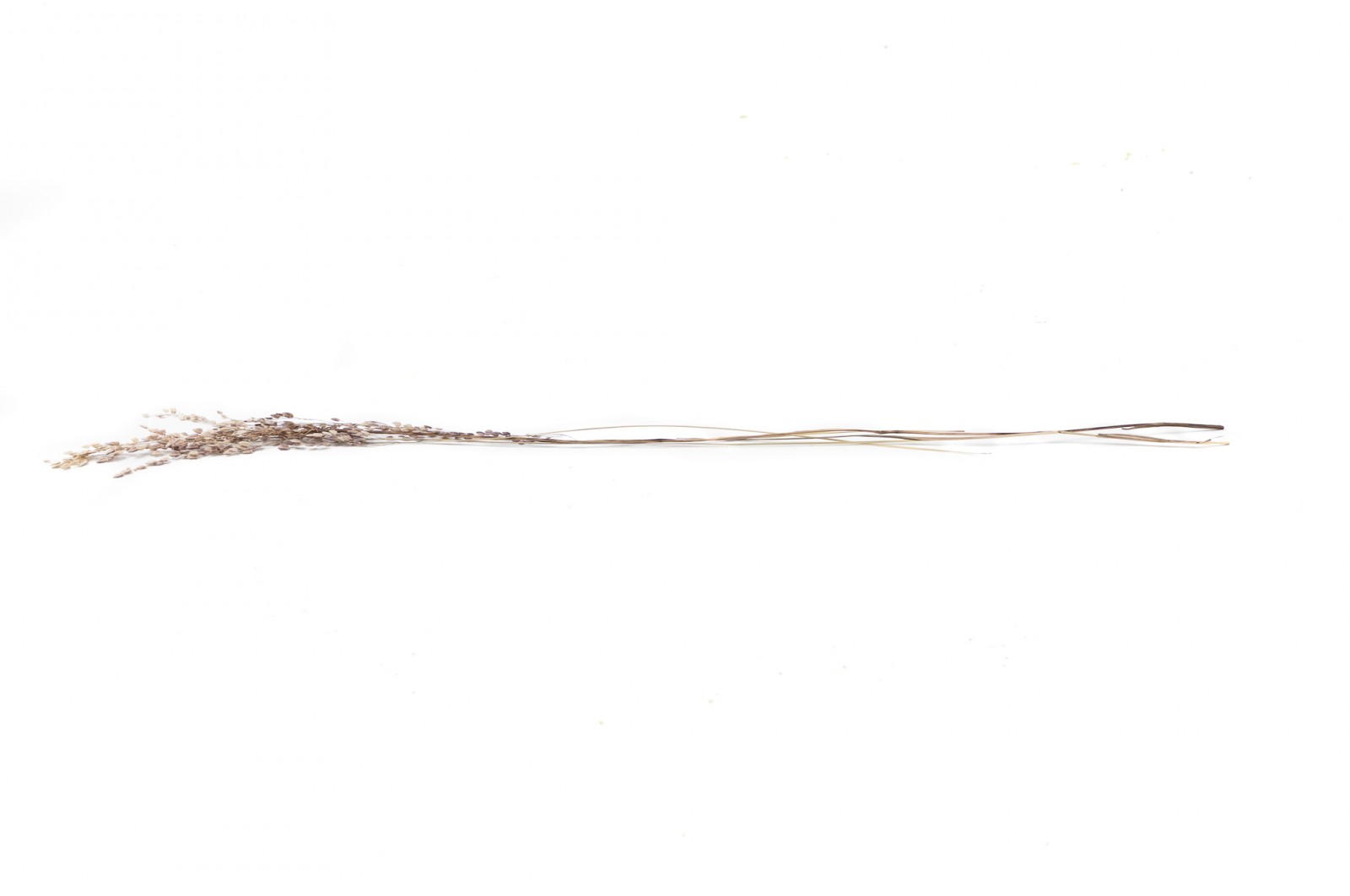 PHOCEALYS│ Star grass sec│vente aux pros│Grossiste en fleurs séchées