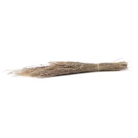 PHOCEALYS│ Star grass sec│vente aux pros│Grossiste en fleurs séchées