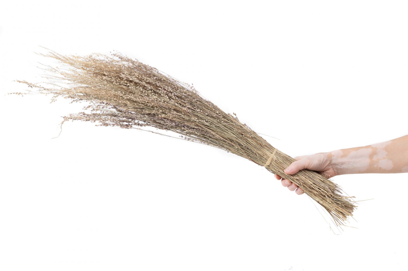 PHOCEALYS│ Star grass sec│vente aux pros│Grossiste en fleurs séchées