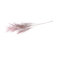 Tree fern stabilisé│vente aux pros│Grossiste en végétaux stabilisés