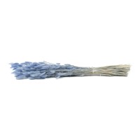 PHOCEALYS │Lagurus sec │vente aux pros│Grossiste en fleurs séchées