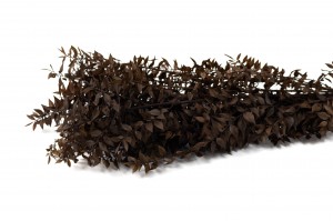 Ruscus stabilisé│vente aux pros│Grossiste en végétaux stabilisées