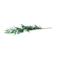 PHOCEALYS │Ruscus stabilisé│vente aux pros│Grossiste