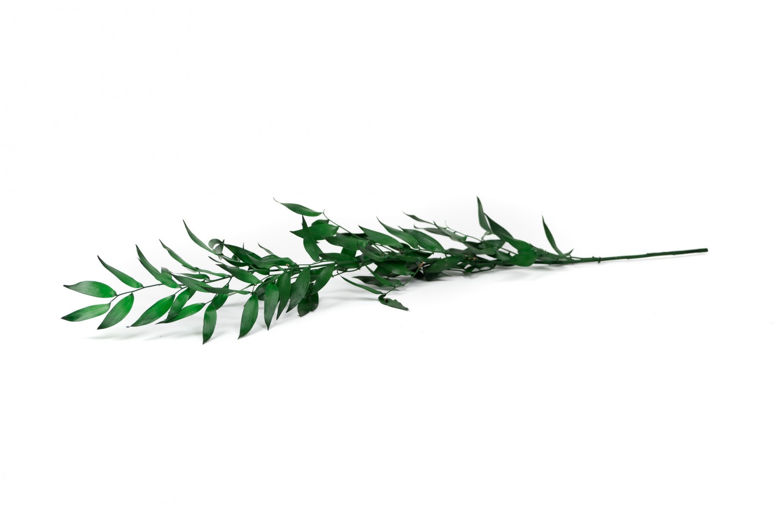 PHOCEALYS │Ruscus stabilisé│vente aux pros│Grossiste