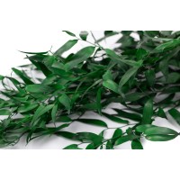 PHOCEALYS │Ruscus stabilisé│vente aux pros│Grossiste