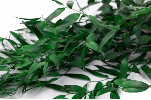PHOCEALYS │Ruscus stabilisé│vente aux pros│Grossiste