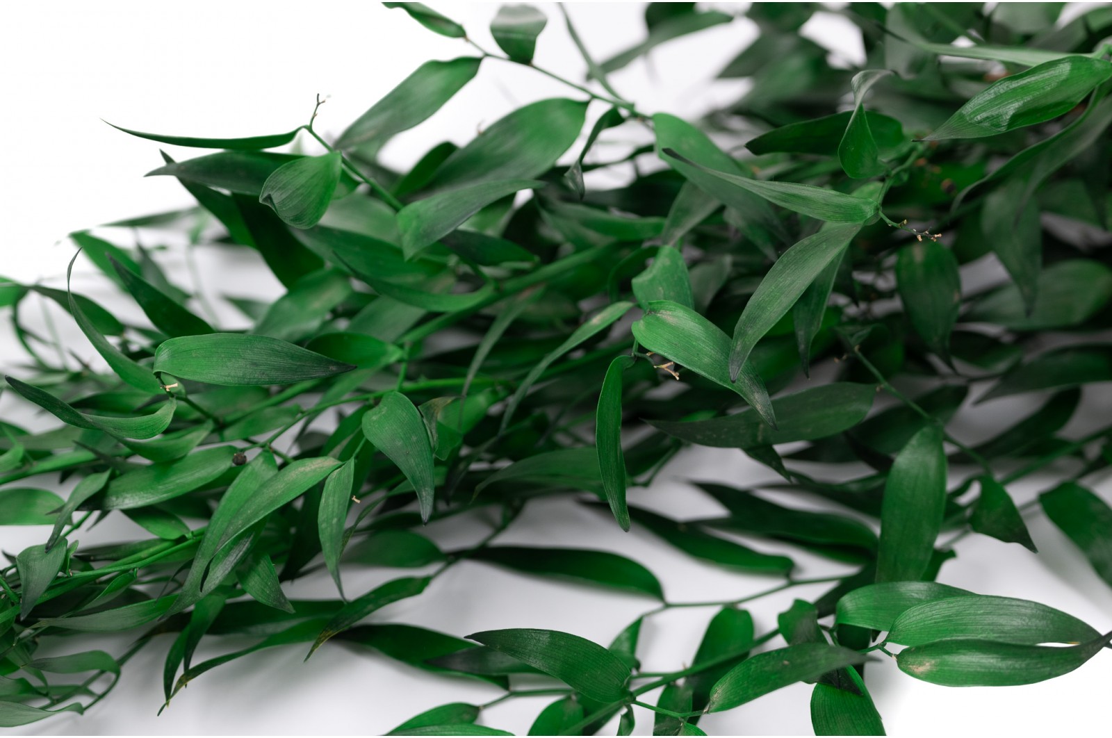 PHOCEALYS │Ruscus stabilisé│vente aux pros│Grossiste