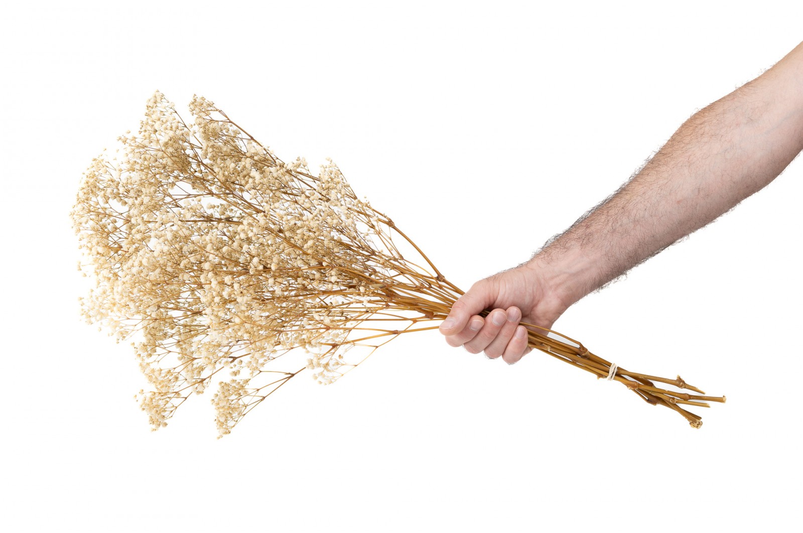 PHOCEALYS │Gypsophile stabilisé│vente aux pros│Grossiste