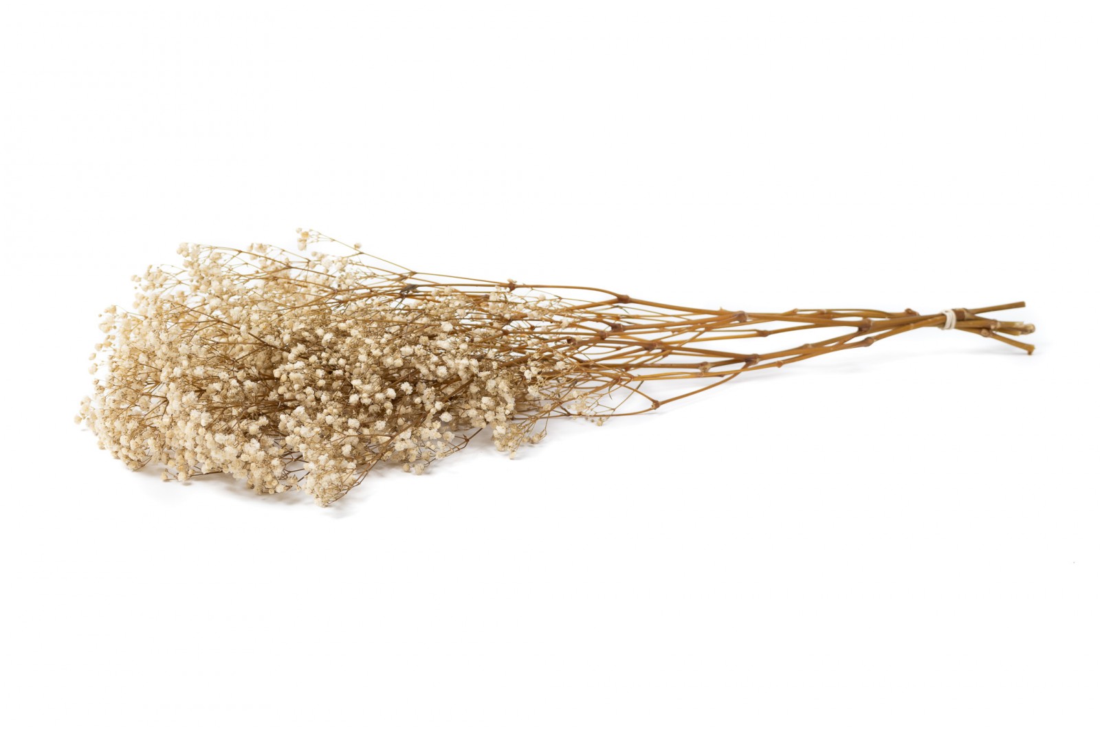 PHOCEALYS │Gypsophile stabilisé│vente aux pros│Grossiste