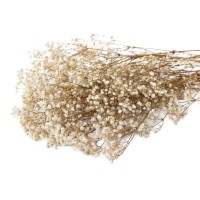 PHOCEALYS │Gypsophile stabilisé│vente aux pros│Grossiste