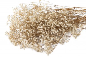PHOCEALYS │Gypsophile stabilisé│vente aux pros│Grossiste