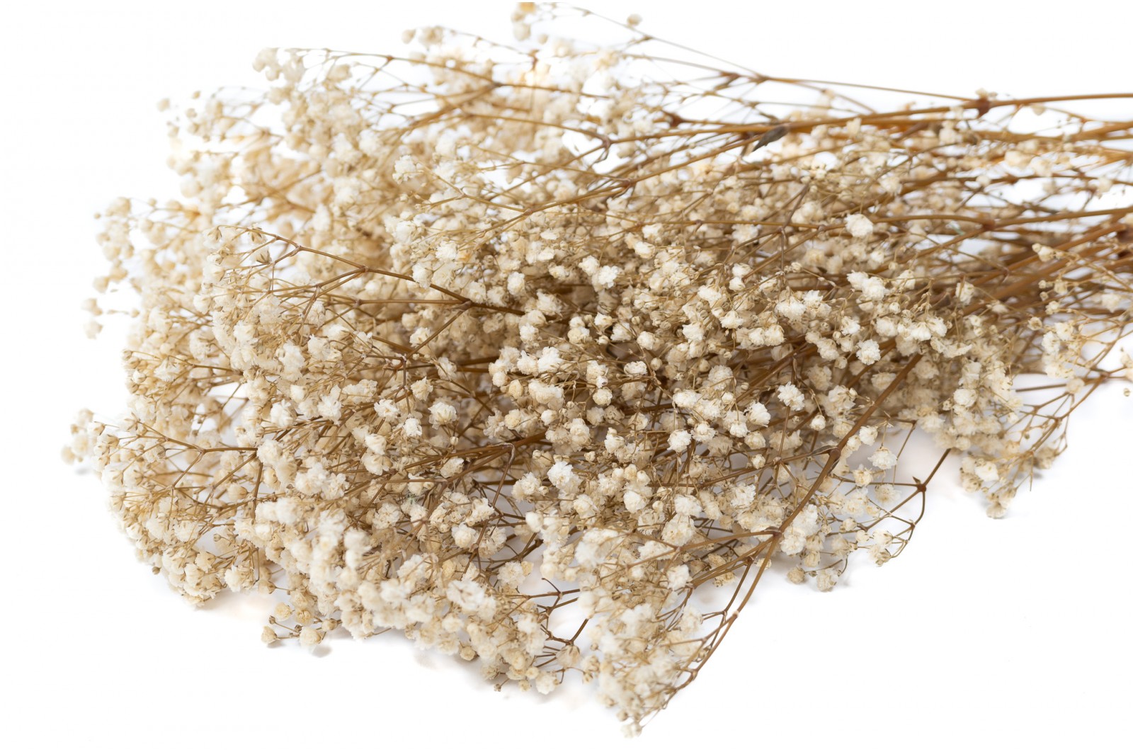 PHOCEALYS │Gypsophile stabilisé│vente aux pros│Grossiste