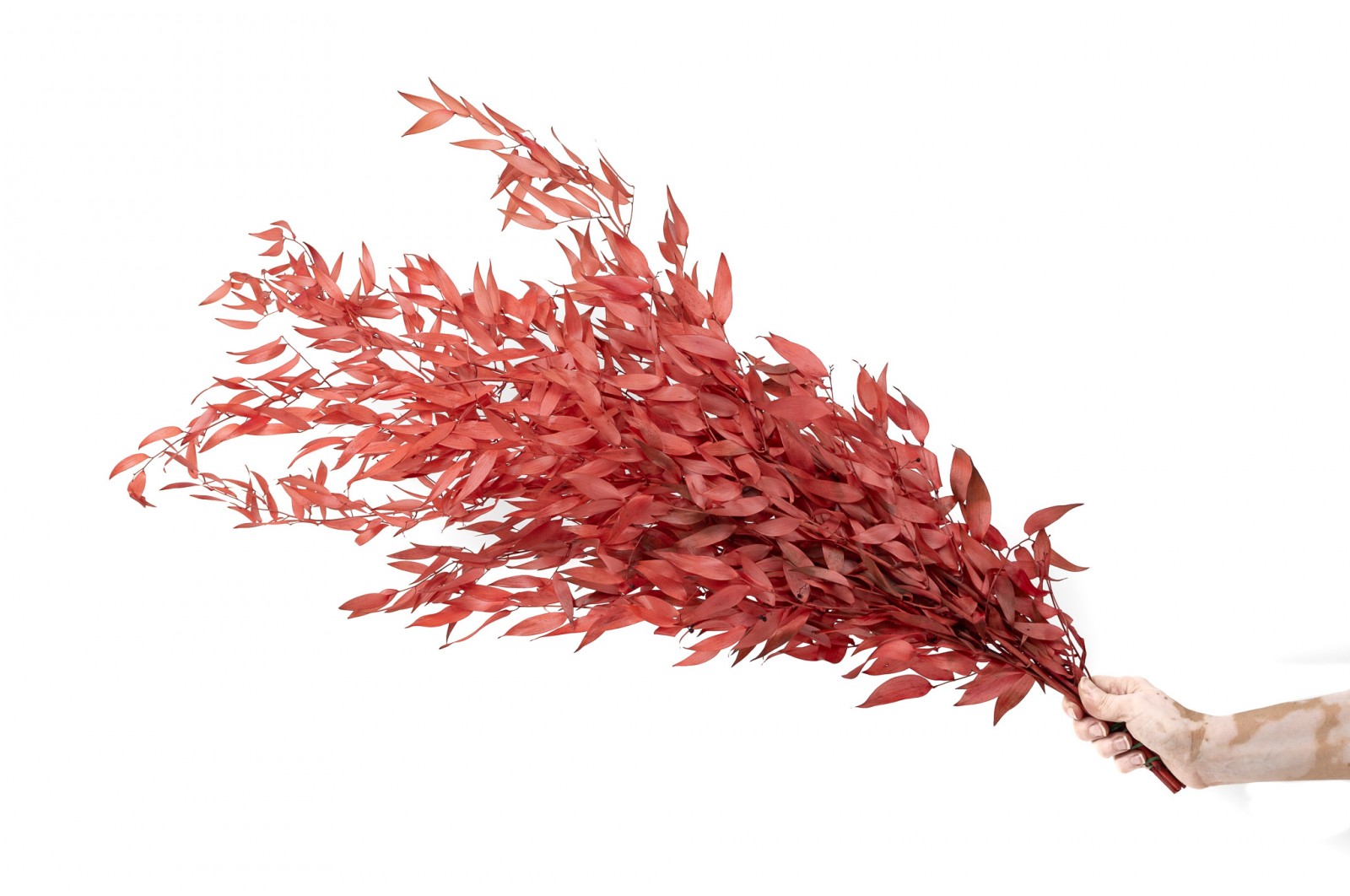 PHOCEALYS │Ruscus stabilisé│vente aux pros│Grossiste