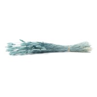 PHOCEALYS │Lagurus sec │vente aux pros│Grossiste en fleurs séchées