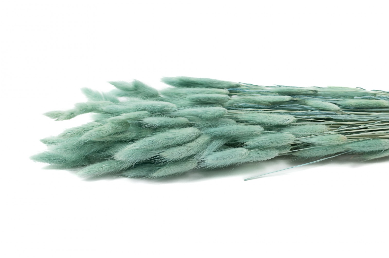 PHOCEALYS │Lagurus sec │vente aux pros│Grossiste en fleurs séchées