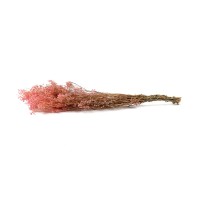 PHOCEALYS │Gypsophile stabilisé│vente aux pros│Grossiste