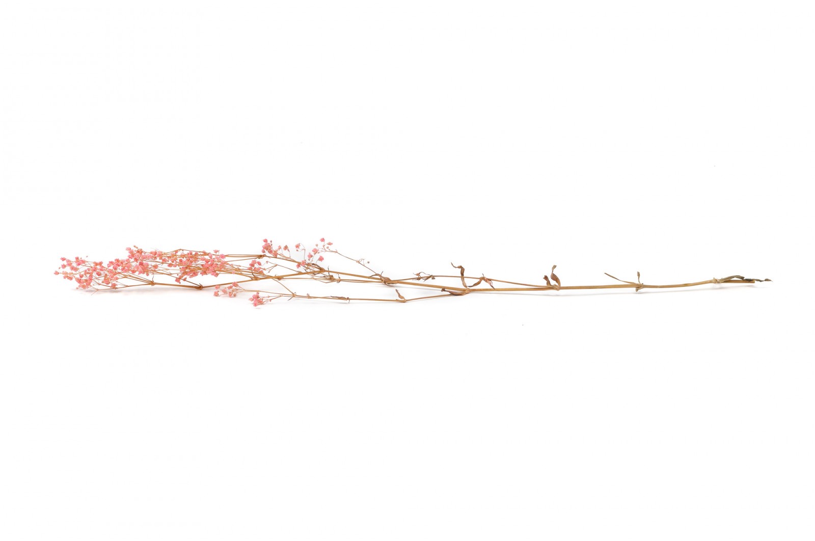 PHOCEALYS │Gypsophile stabilisé│vente aux pros│Grossiste