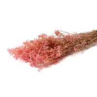 PHOCEALYS │Gypsophile stabilisé│vente aux pros│Grossiste