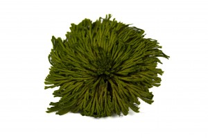 PHOCEALYS│Club moss stabilisé│vente aux pros│Grossiste