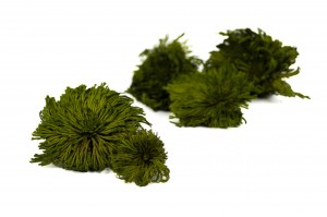 PHOCEALYS│Club moss stabilisé│vente aux pros│Grossiste