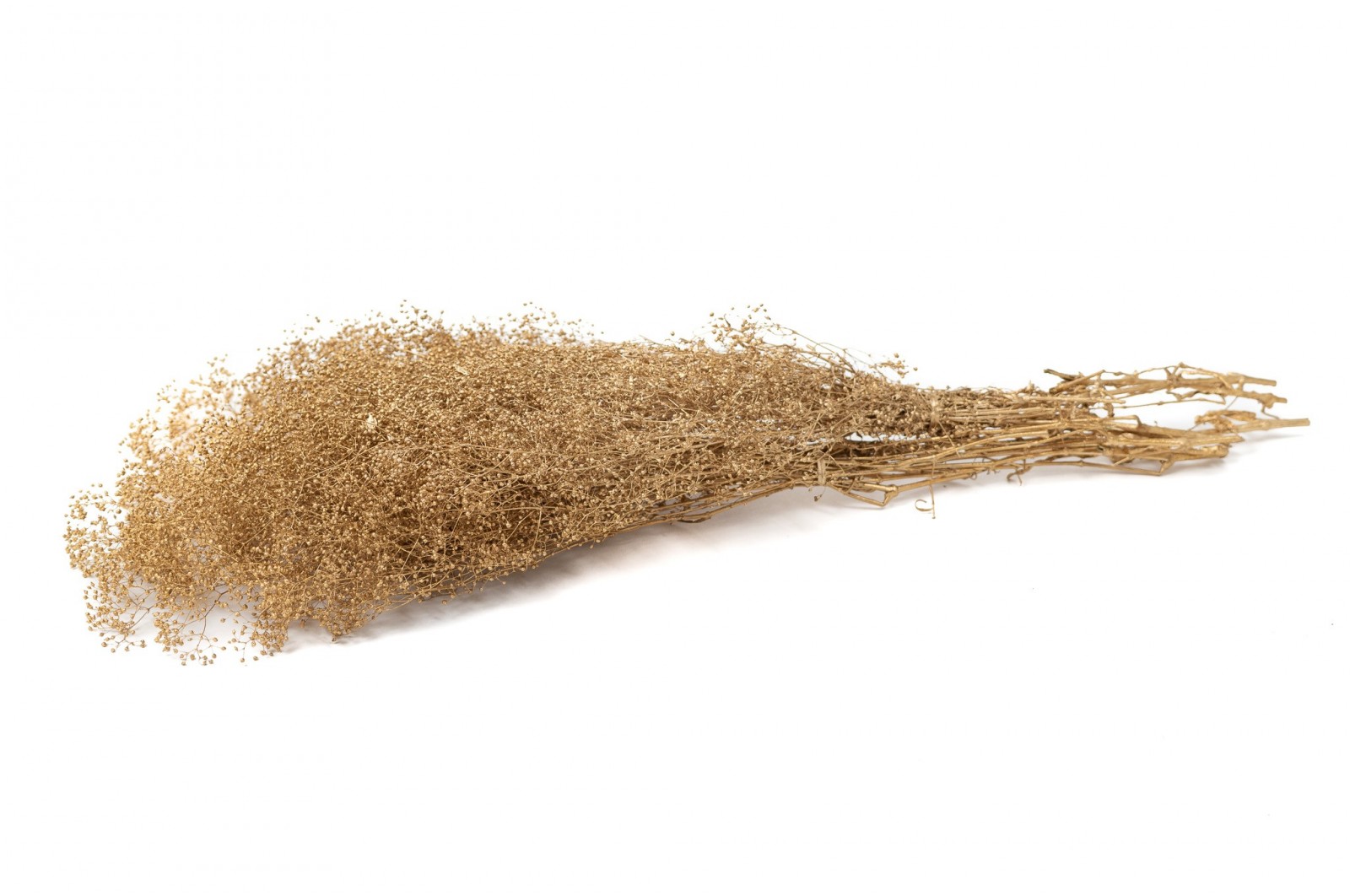 PHOCEALYS │Gypsophile stabilisé│vente aux pros│Grossiste