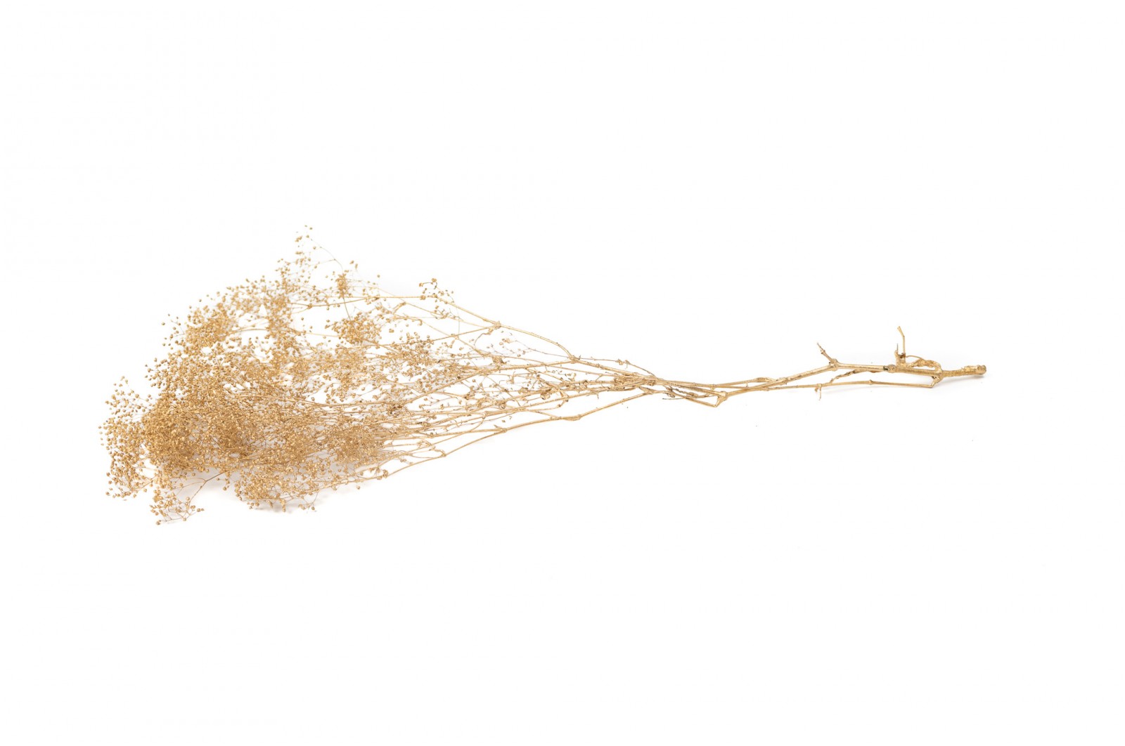 PHOCEALYS │Gypsophile stabilisé│vente aux pros│Grossiste