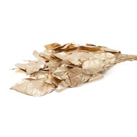 Salal stabilisé│vente aux pros│Grossiste en végétaux stabilisés