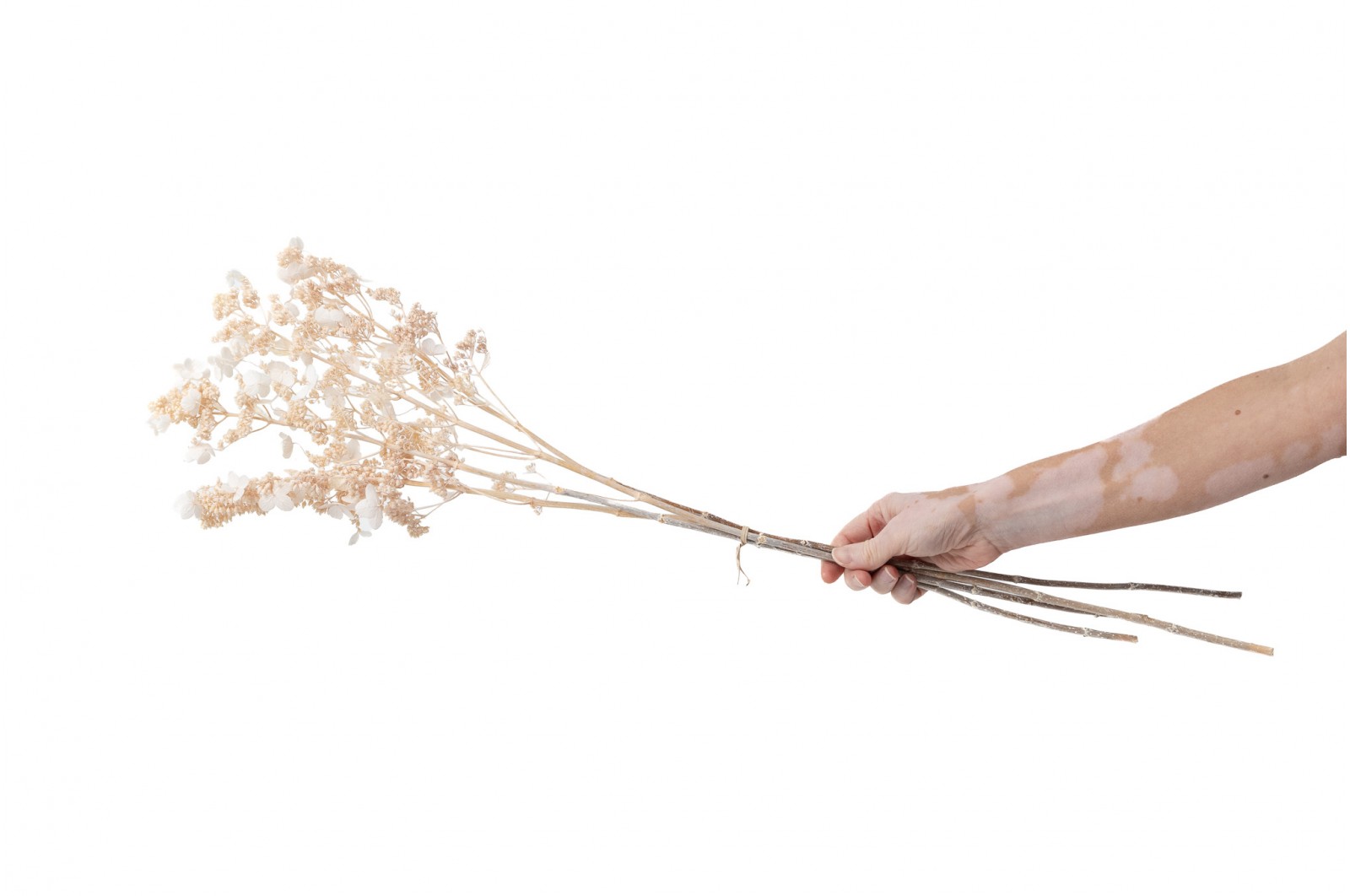 Hortensia stabilisé│vente aux pros│Grossiste en végétaux stabilisées