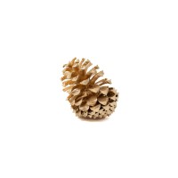 PHOCEALYS│Pommes de pin séchées│vente aux pros│Grossiste