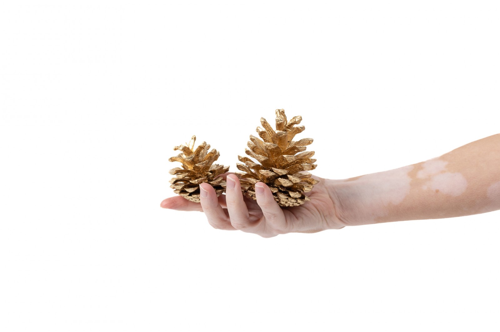 PHOCEALYS│Petite pomme de pin séchées│vente aux pros│Grossiste