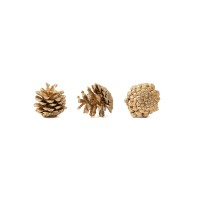 PHOCEALYS│Petite pomme de pin séchées│vente aux pros│Grossiste