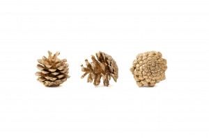 PHOCEALYS│Petite pomme de pin séchées│vente aux pros│Grossiste