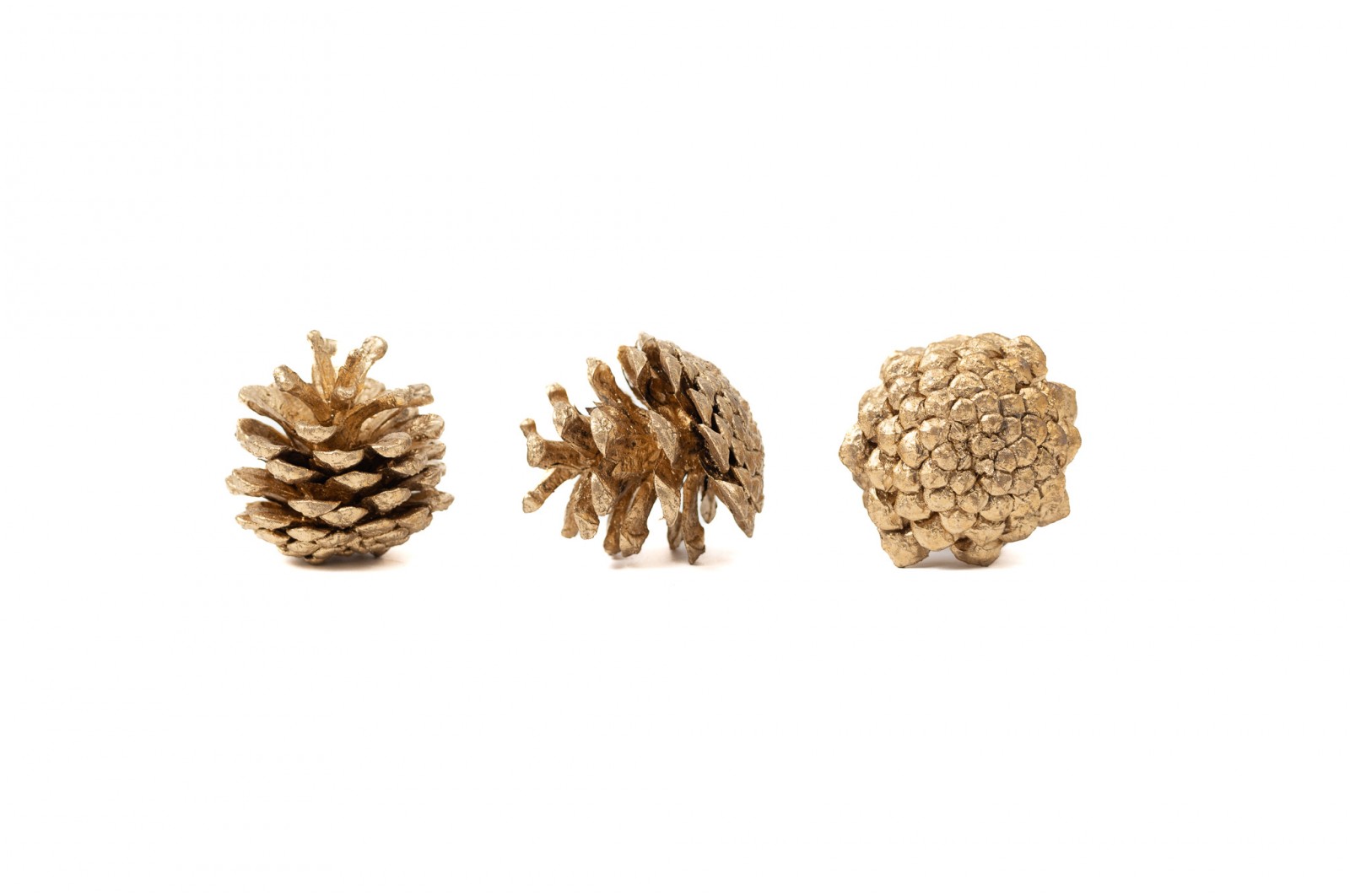 PHOCEALYS│Petite pomme de pin séchées│vente aux pros│Grossiste