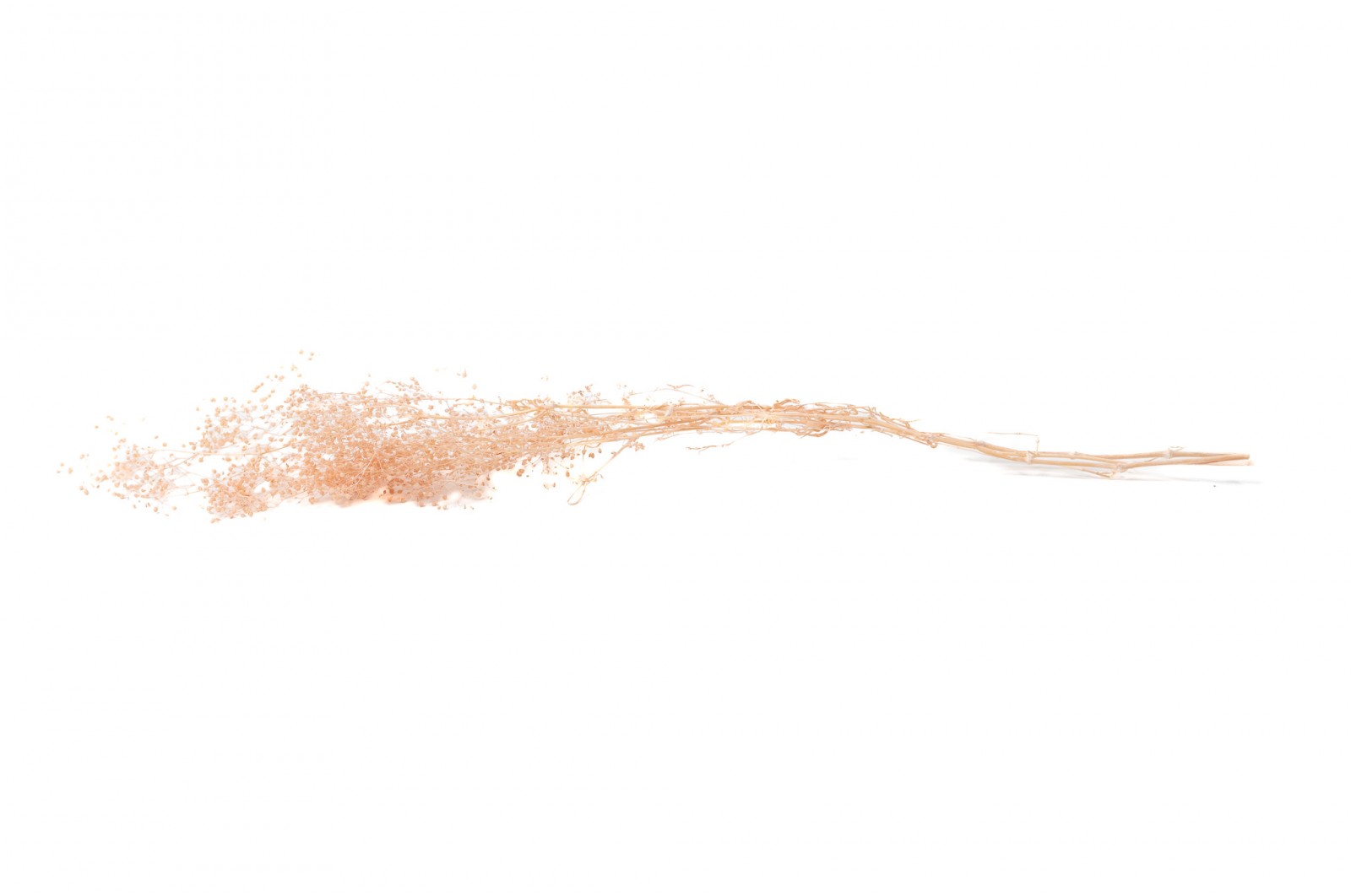 PHOCEALYS │Gypsophile stabilisé│vente aux pros│Grossiste
