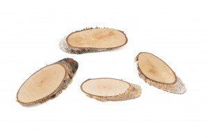 Tranches de bois de bouleau  │vente aux pros│Grossiste en fleurs séchées