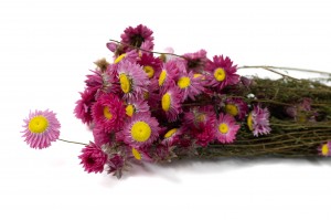 PHOCEALYS│Acroclinium sec│vente aux pros│Grossiste en fleurs séchées