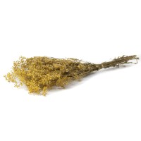 Gypsophile stabilisé│vente aux pros│Grossiste en végétaux stabilisés