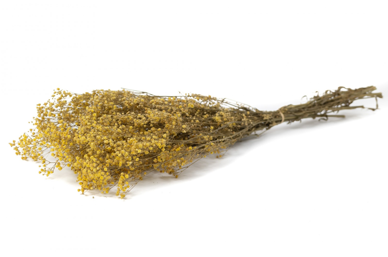 Gypsophile stabilisé│vente aux pros│Grossiste en végétaux stabilisés
