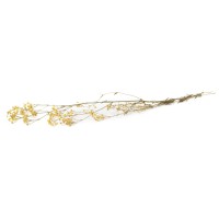 Gypsophile stabilisé│vente aux pros│Grossiste en végétaux stabilisés